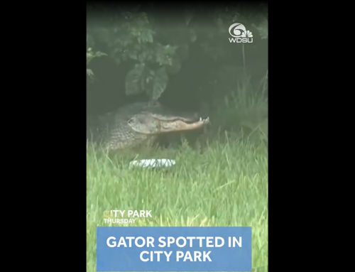 Large alligator seen near popular walking trail in City Park, concerns shared online about people feeding it